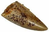 Serrated, Raptor Premaxillary Tooth - Real Dinosaur Tooth #353376-1